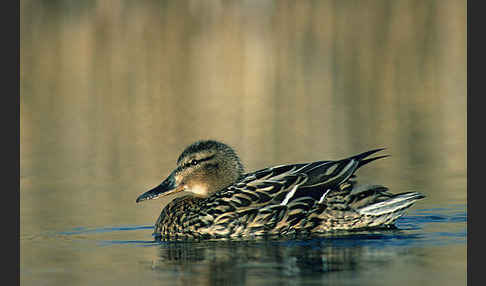 Stockente (Anas platyrhynchos)