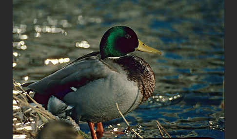 Stockente (Anas platyrhynchos)