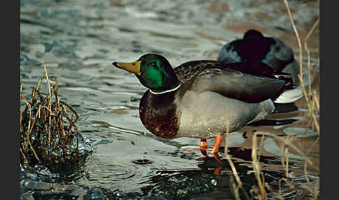 Stockente (Anas platyrhynchos)