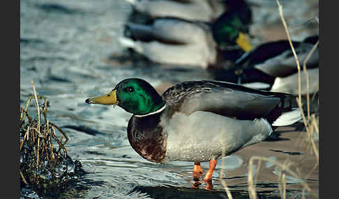 Stockente (Anas platyrhynchos)