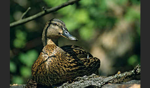 Stockente (Anas platyrhynchos)