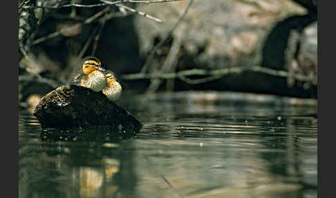 Stockente (Anas platyrhynchos)