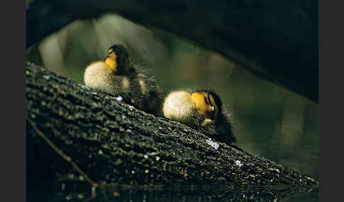 Stockente (Anas platyrhynchos)