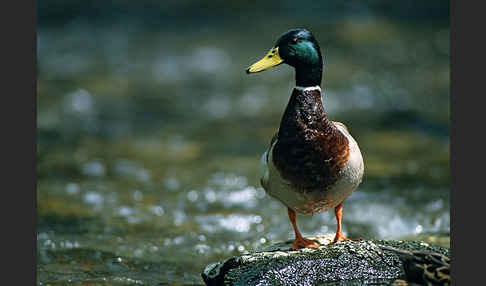 Stockente (Anas platyrhynchos)