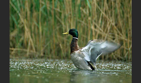 Stockente (Anas platyrhynchos)