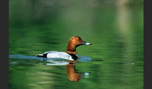 Tafelente (Aythya ferina)