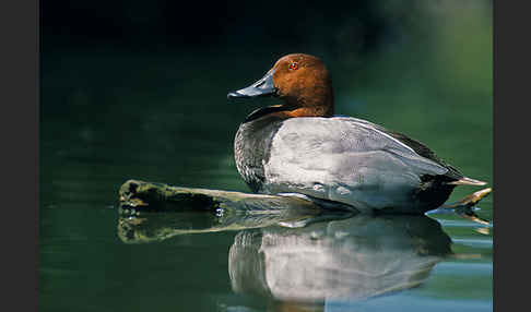 Tafelente (Aythya ferina)