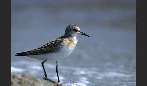 Zwergstrandläufer (Calidris minuta)