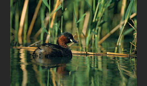 Zwergtaucher (Tachybaptus ruficollis)