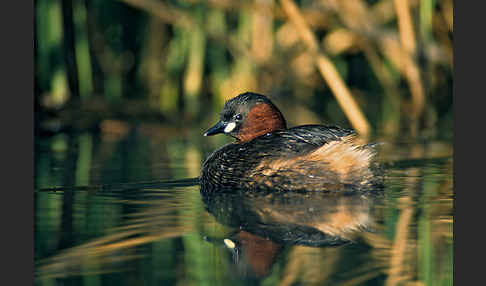 Zwergtaucher (Tachybaptus ruficollis)