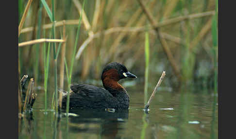 Zwergtaucher (Tachybaptus ruficollis)