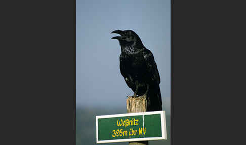 Kolkrabe (Corvus corax)