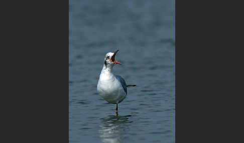 Lachmöwe (Larus ridibundus)