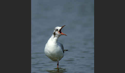 Lachmöwe (Larus ridibundus)