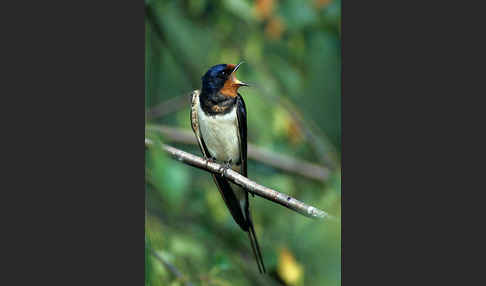 Rauchschwalbe (Hirundo rustica)