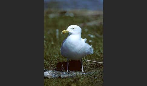 Silbermöwe (Larus argentatus)