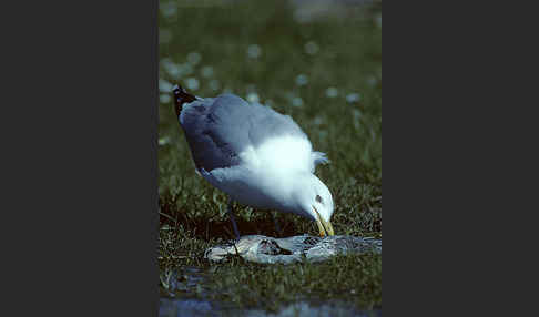 Silbermöwe (Larus argentatus)