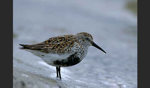 Alpenstrandläufer (Calidris alpina)