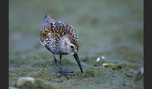 Alpenstrandläufer (Calidris alpina)