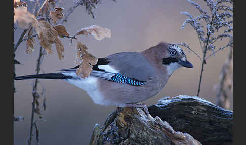 Eichelhäher (Garrulus glandarius)