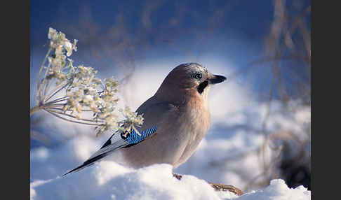 Eichelhäher (Garrulus glandarius)