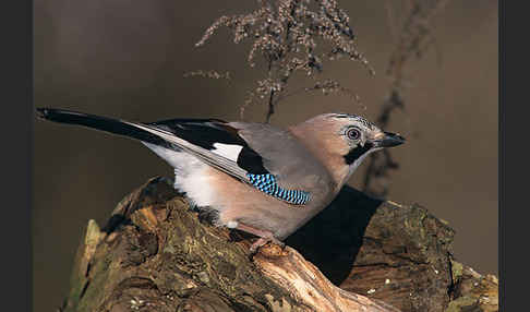 Eichelhäher (Garrulus glandarius)