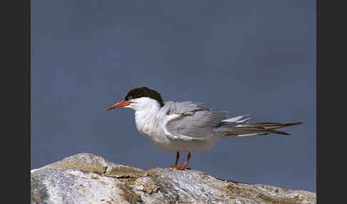 Flußseeschwalbe (Sterna hirundo)