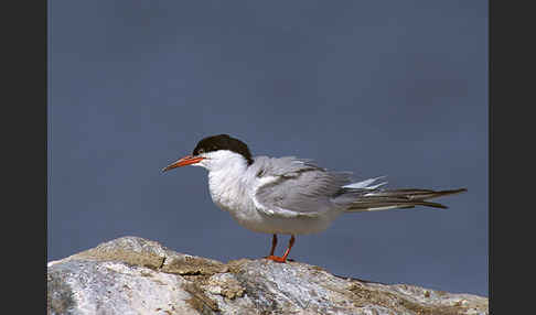 Flußseeschwalbe (Sterna hirundo)