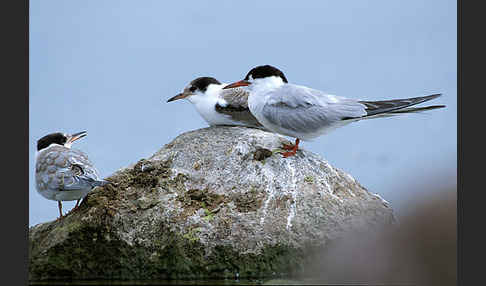 Flußseeschwalbe (Sterna hirundo)