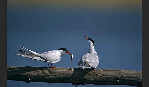 Flußseeschwalbe (Sterna hirundo)