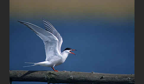 Flußseeschwalbe (Sterna hirundo)