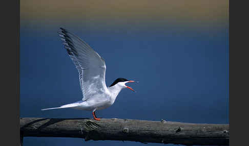 Flußseeschwalbe (Sterna hirundo)