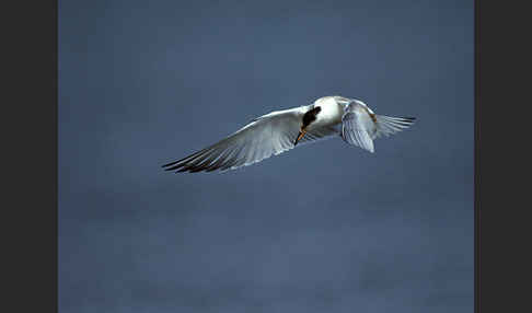 Flußseeschwalbe (Sterna hirundo)