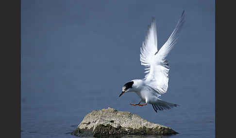 Flußseeschwalbe (Sterna hirundo)