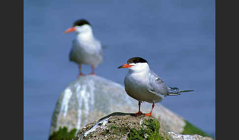 Flußseeschwalbe (Sterna hirundo)