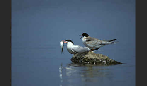 Flußseeschwalbe (Sterna hirundo)