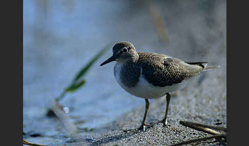 Flußuferläufer (Actitis hypoleucos)