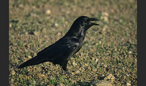 Kolkrabe (Corvus corax)