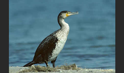 Kormoran (Phalacrocorax carbo)