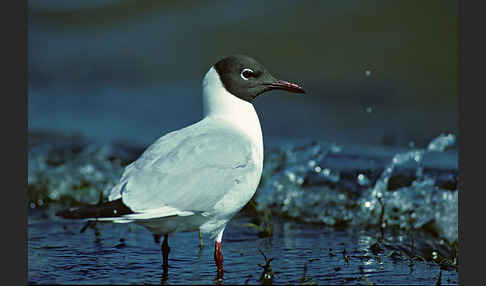 Lachmöwe (Larus ridibundus)