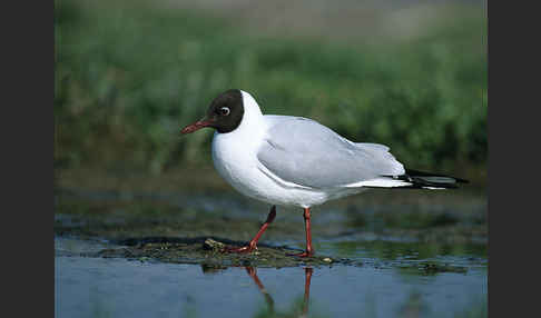 Lachmöwe (Larus ridibundus)