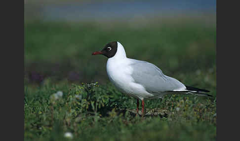 Lachmöwe (Larus ridibundus)