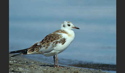 Lachmöwe (Larus ridibundus)