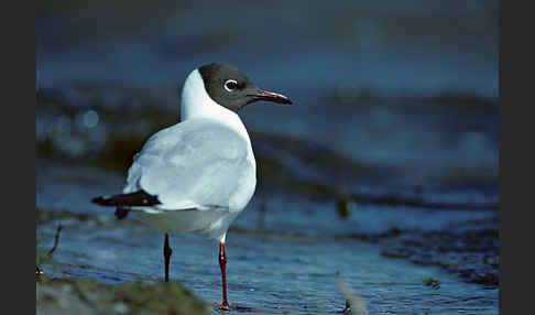 Lachmöwe (Larus ridibundus)