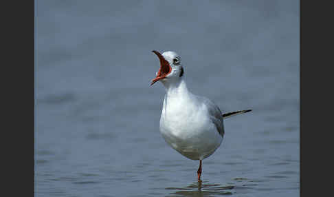 Lachmöwe (Larus ridibundus)