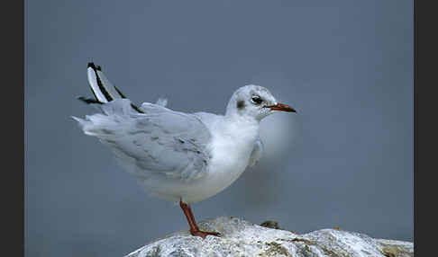 Lachmöwe (Larus ridibundus)