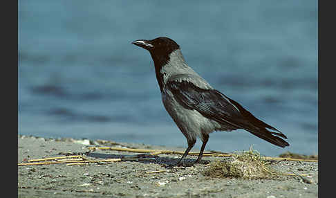 Nebelkrähe (Corvus corone cornix)