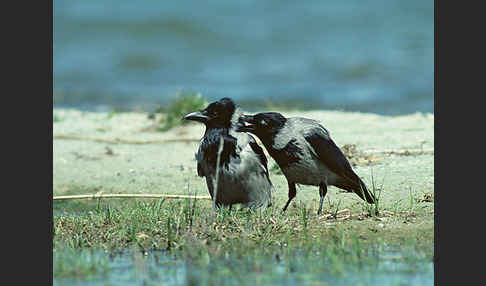 Nebelkrähe (Corvus corone cornix)