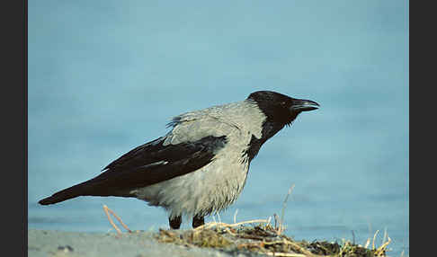 Nebelkrähe (Corvus corone cornix)