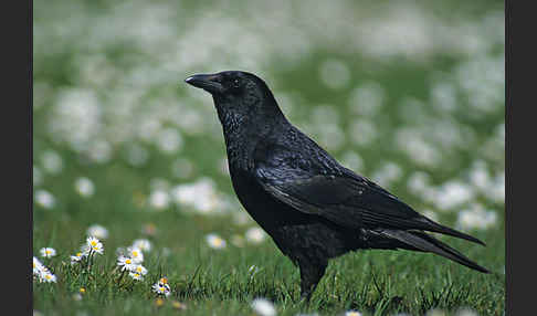 Rabenkrähe (Corvus corone corone)